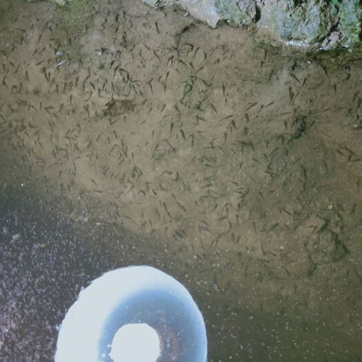镇远县泥鳅苗 优质水花，寸苗