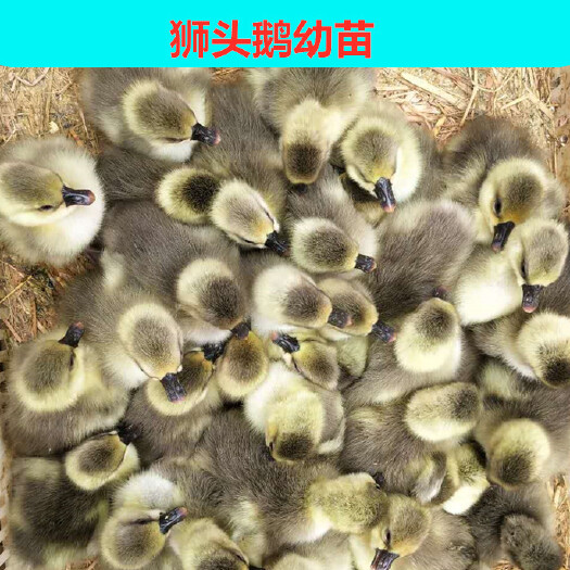 沭阳县狮头鹅苗 狮头鹅种苗，量大从优