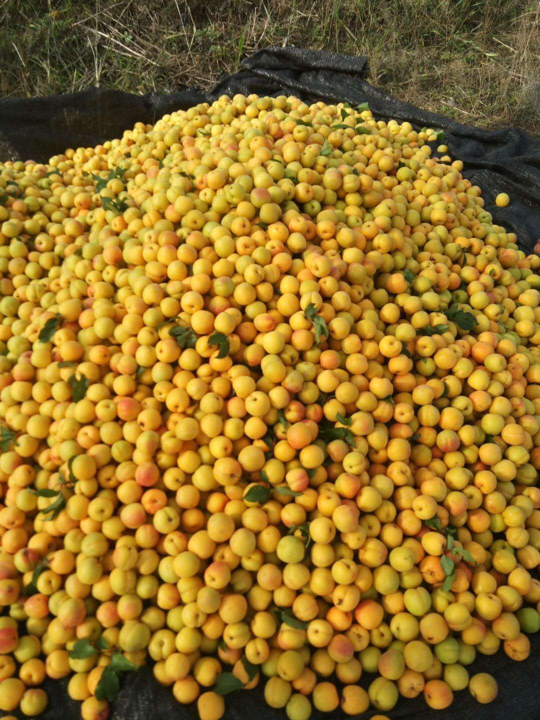 杏梅滞销，可以搞绿果，全国杏梅成熟最晚的地方，量非常大！