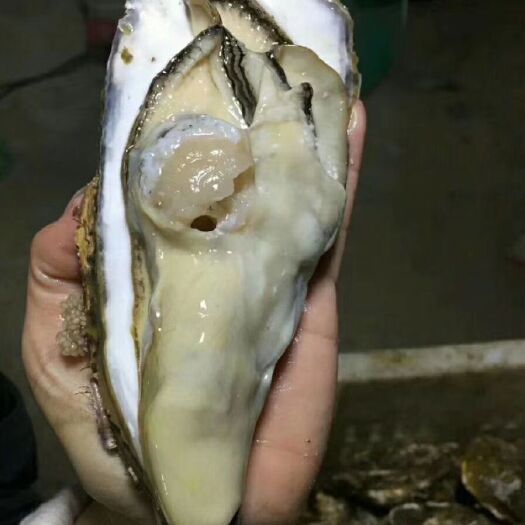 乳山市三倍体乳山牡蛎5－6两大蚝