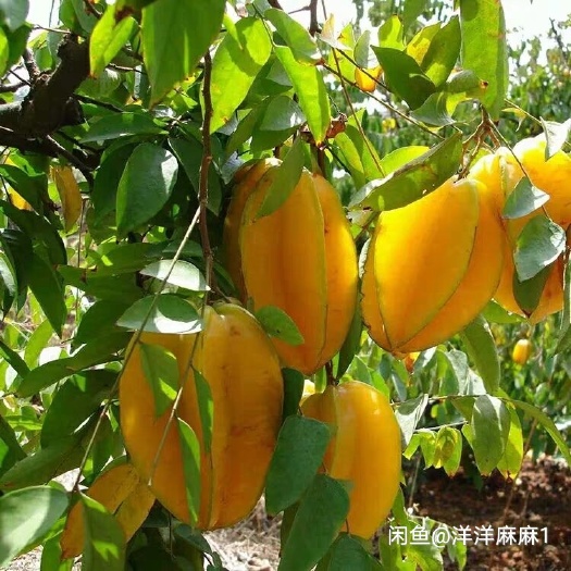 灵山县四季红杨桃苗 四季杨桃果苗