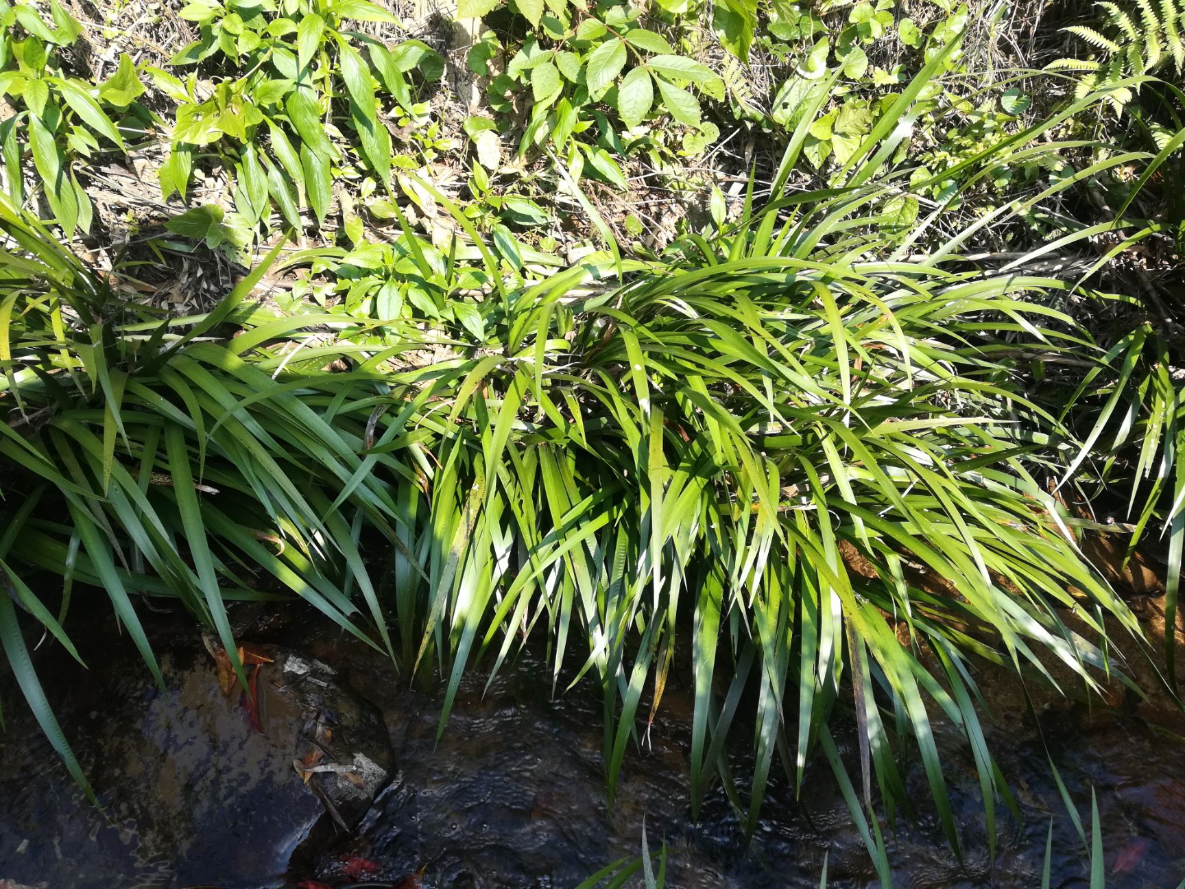 石菖蒲 需要的联系