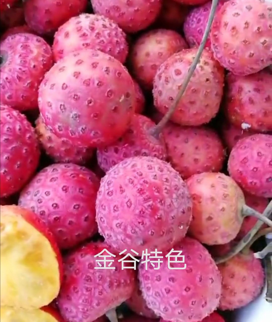 遂川县石枣山荔枝四照花果苗