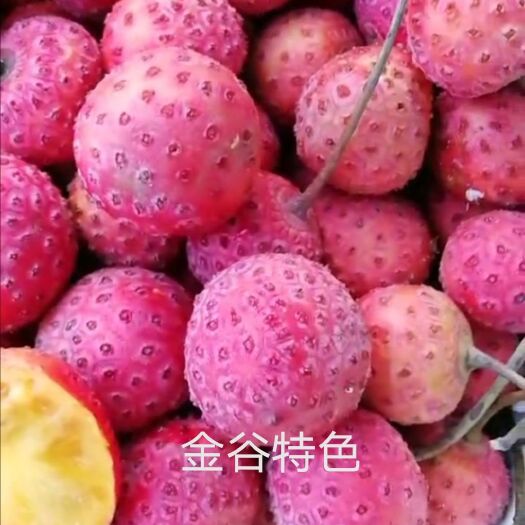 遂川县石枣山荔枝四照花果苗