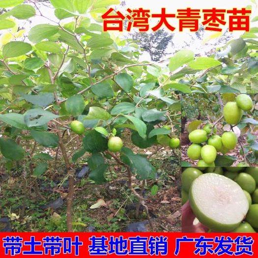 普宁市 大青枣树苗贵妃蜜枣脆甜牛奶苹果蜜丝枣树苗南方北方种植果树