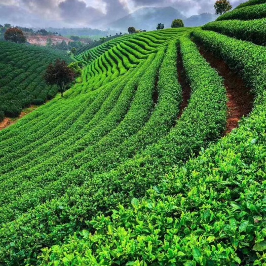 高山绿茶  好茶知时节，好茶杯中情，清明茶，给你健康，不一样的好味道