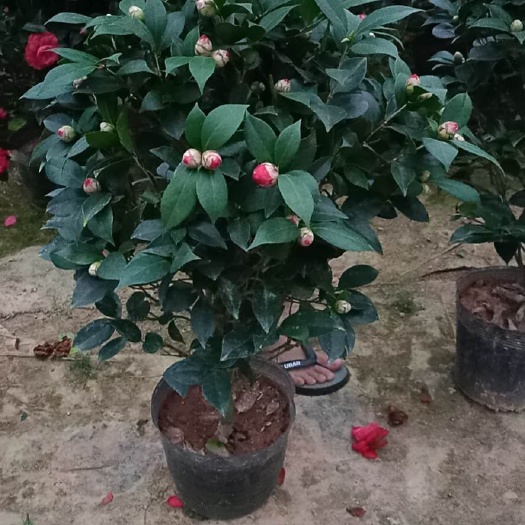 漳平市 大红赤丹山茶花树苗带盆栽