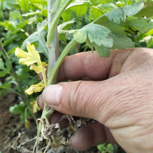 鹿邑县金丝皇菊苗 金丝黄菊苗七月菊(北京菊)苗出售