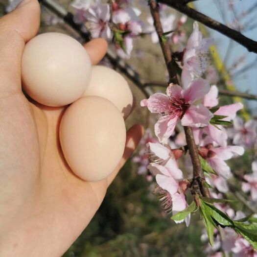 铜陵粉壳蛋  中国鸡蛋
