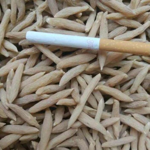 曹县麦冬  一手货源自家种植