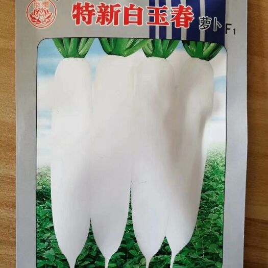 郑州 白玉萝卜种子