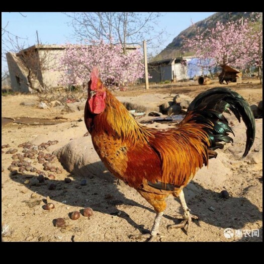沭阳县 脱温鸡苗批发