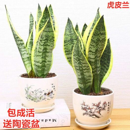南京虎皮兰 净化空气金边虎兰植物室内客厅办公室绿植好养活四季常青