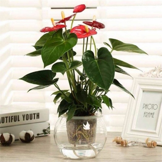  【带花发货】盆栽花卉红掌粉掌白掌花室内水培花卉盆栽植物绿植