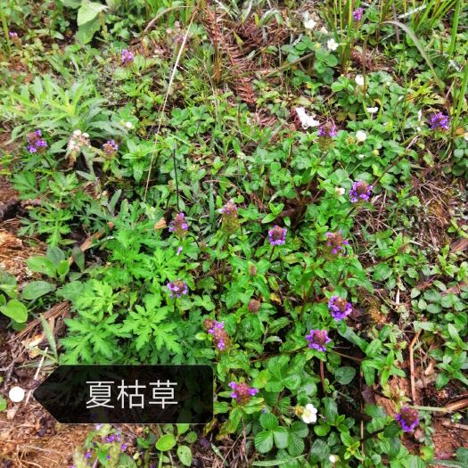 广南县夏枯草