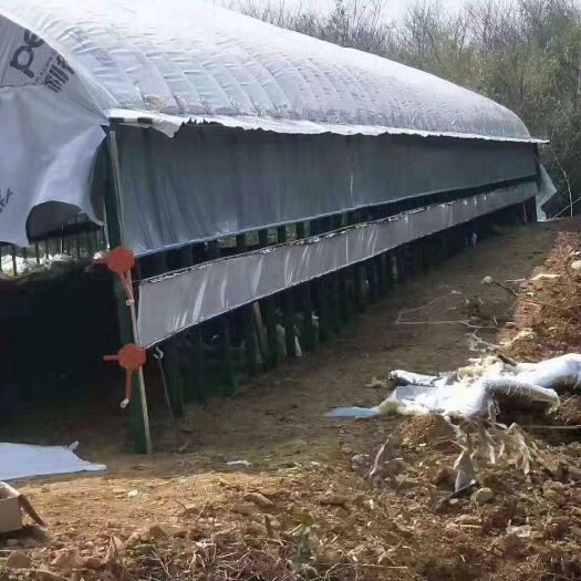 养殖大棚 养殖棚  蔬菜大棚