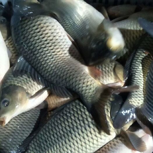 池鲤鱼 人工养殖 1-2.5公斤