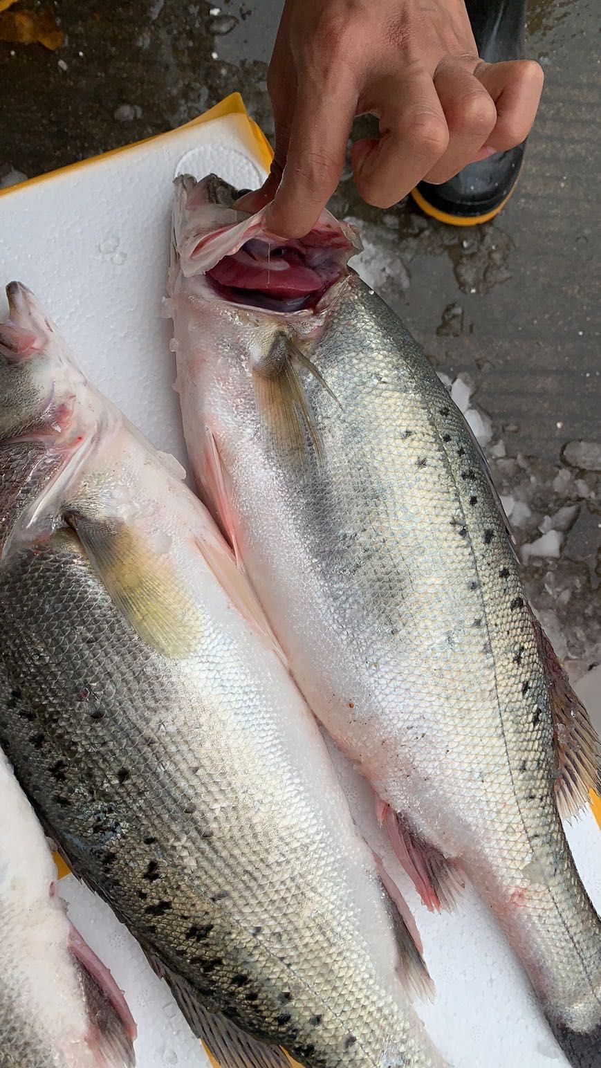 海鲈鱼 人工养殖 2.5-3公斤