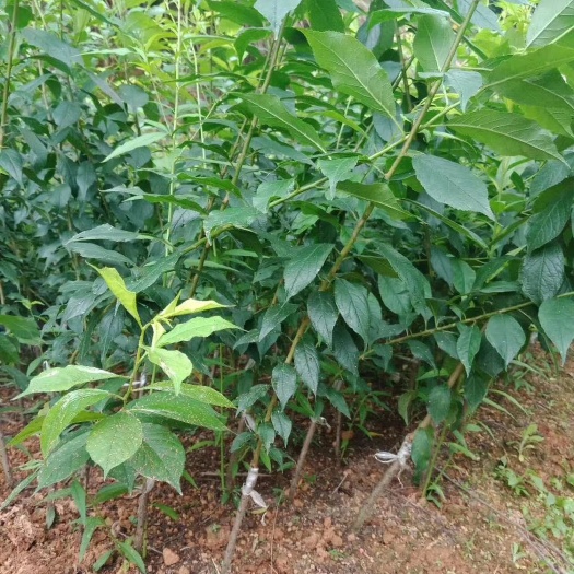 灵山县三华李苗 早熟的三华李