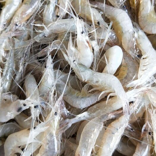 昆明 滇池淡水冷冻保鲜小白虾