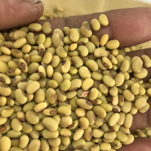 瑞丽市小粒黄豆 生大豆 1等品