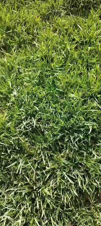 涿州市 真草坪带泥土草皮草籽供应草坪销售草坪价格