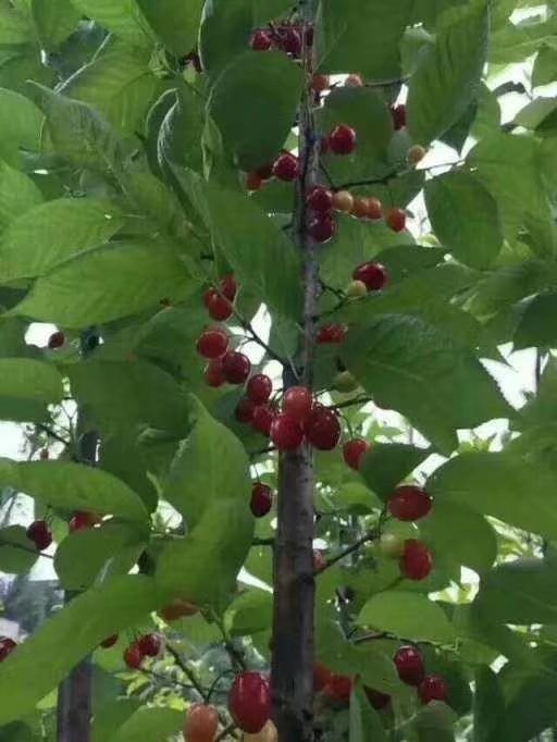 纳雍县 贵州瓜种河玛瑙红樱桃