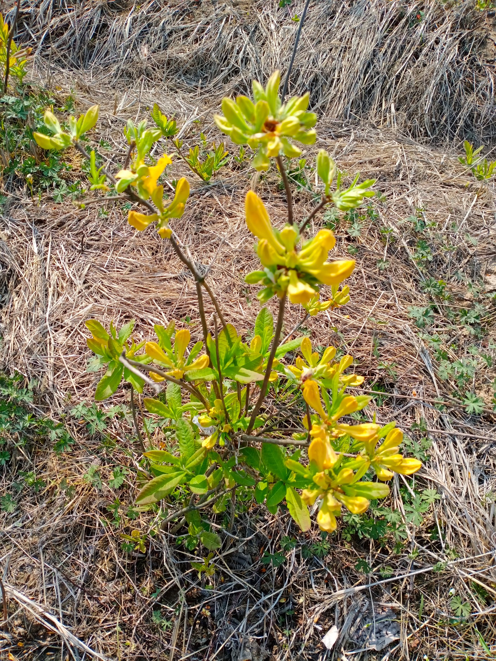 黄杜鹃闹羊花羊踯躅8年熟桩