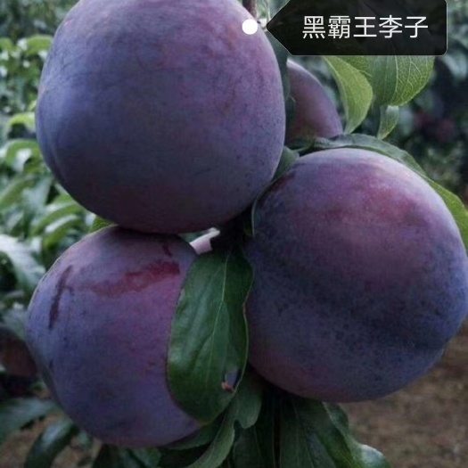 黑巨王李苗