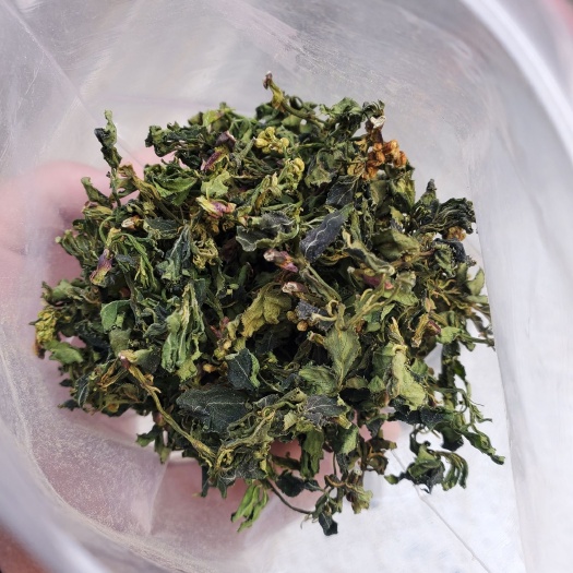 郑州珍珠花菜 珍珠花