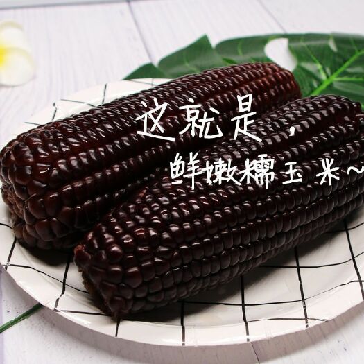 南京甜糯玉米 闲居人东北【黑糯玉米】棒子糯甜新鲜批发粘嫩真空装半熟6/10