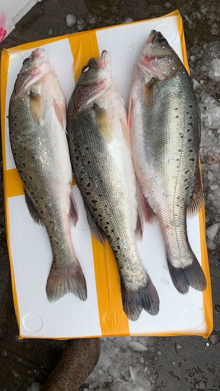 海鲈鱼 人工养殖 2.5-3公斤