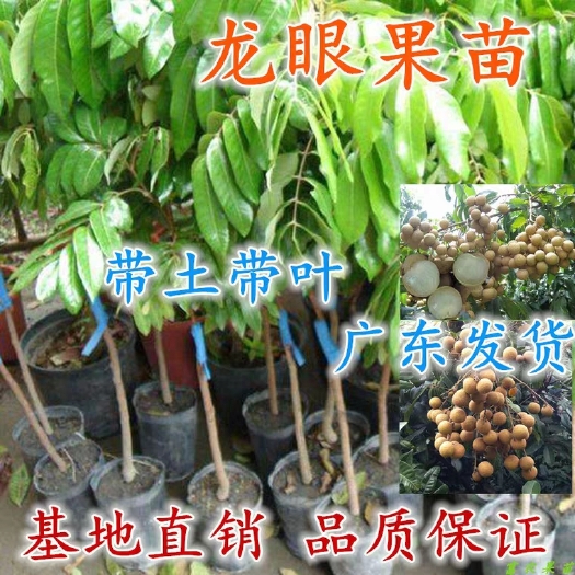 普宁市 果苗龙眼树苗嫁接苗 石硖四季储良龙眼苗盆栽地栽龙眼树苗桂圆苗