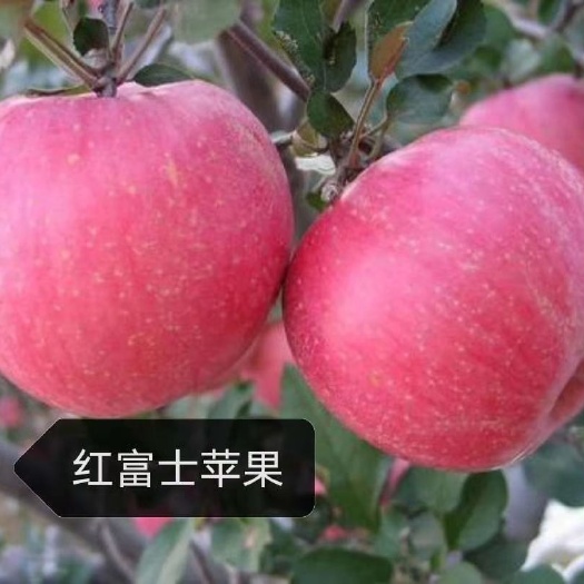 营口红富士苹果苗 苹果苗