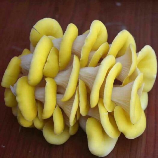 昆明榆黄蘑 云南基地常年直供新鲜鸡油黄全年有货价格实惠
