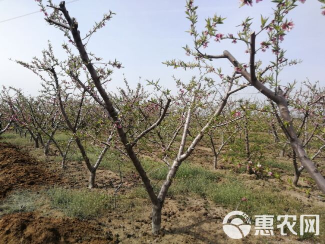  冬桃树苗晚桃苗嫁接桃苗雪桃苗现挖现售品种纯正