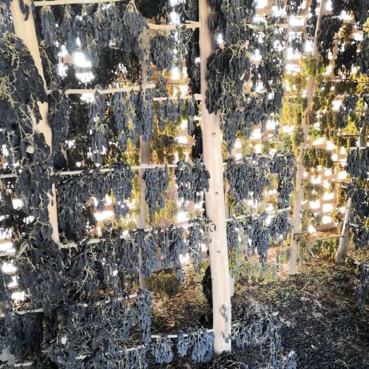 敦煌市 敦煌古阳关脚下龙勒村特产优质葡萄干