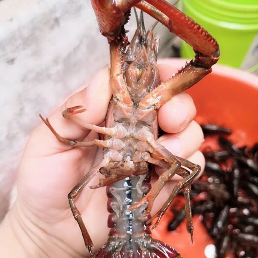 潜江市 大青小龙虾