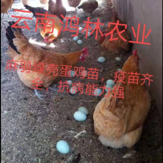 昆明云南麻羽绿壳蛋鸡苗   孵化场直供  疫苗齐全