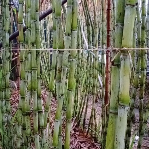 广州甘蔗  脆肉白皮蔗