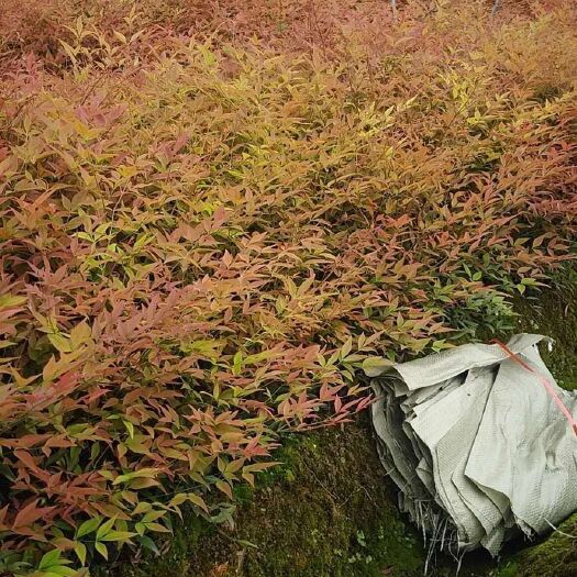 杭州红叶南天竹盆栽 南天竹.地栽苗.大杯苗.小杯苗.裸根苗供应中