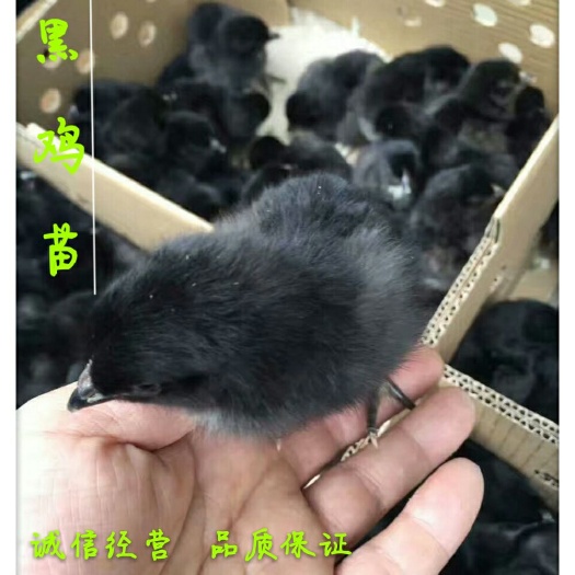 广州 优纯种五黑鸡苗-改良型高产绿壳蛋鸡苗
鸡苗*体包运输