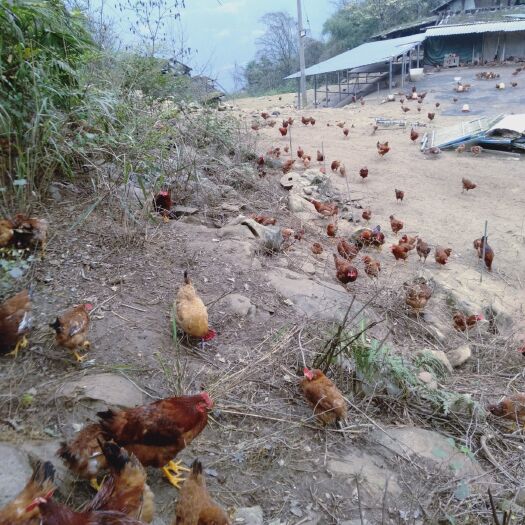 彭水 生态养殖林地散养土鸡公鸡。