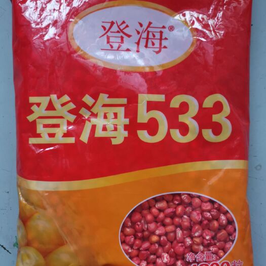 登海533玉米种子  登海533是登海605的升级版