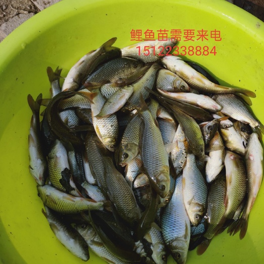 天津鲢鱼苗  本场常年销售各种鱼苗