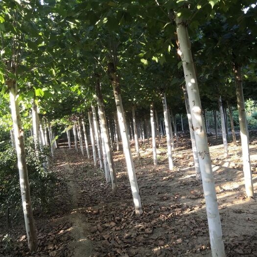 石家庄速生法桐 12-15法桐