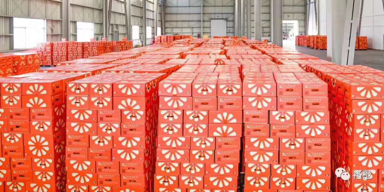 沃柑 实建褚柑，