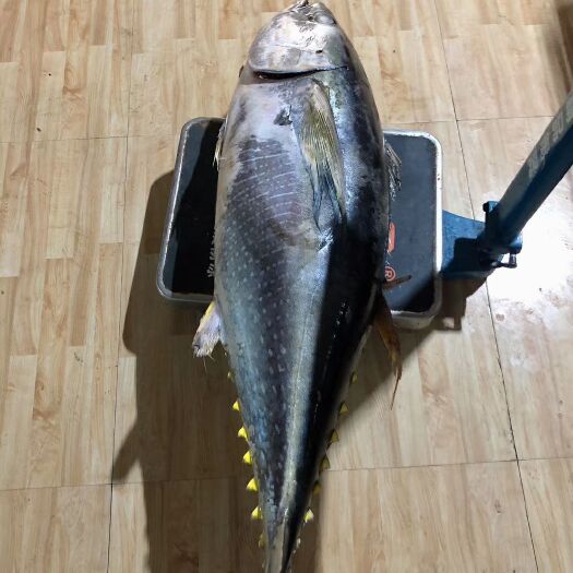 北海南海黄鳍金枪鱼，船上围捕直接速冻放血鲜度保存好