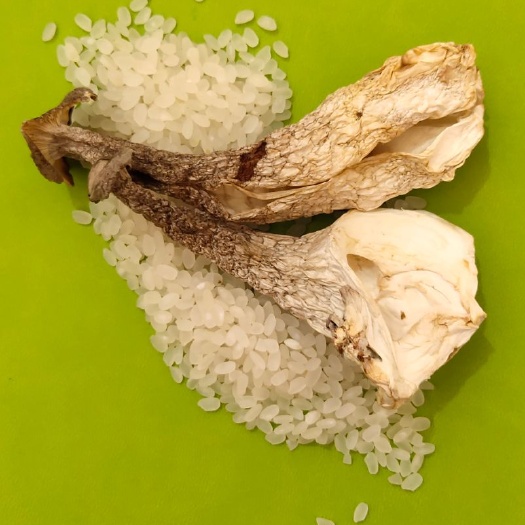 松溪县 鹿茸菇干品