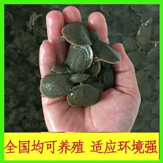  甲鱼苗【死一只赔一只】【包运输风险】活体外塘苗小王八龙
